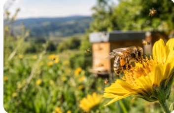 comment les abeilles fabriquent le miel