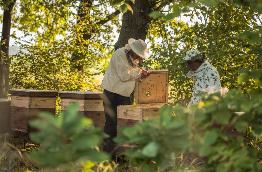 premiers pas apiculture